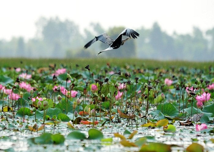 Đồng Tháp